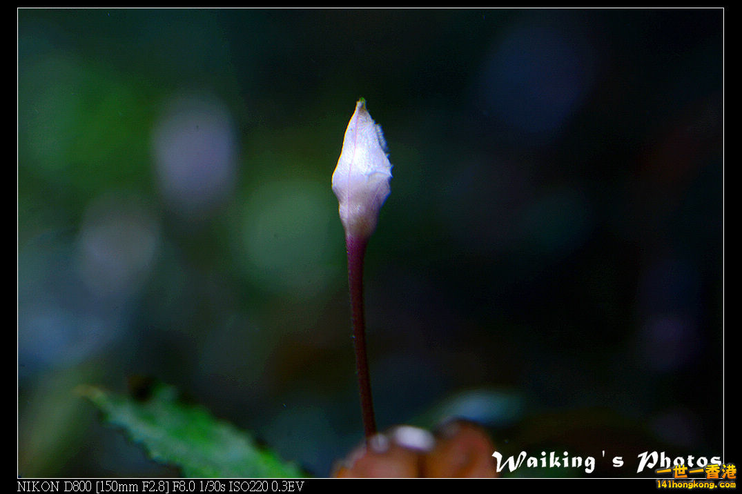 DSC_3604.jpg