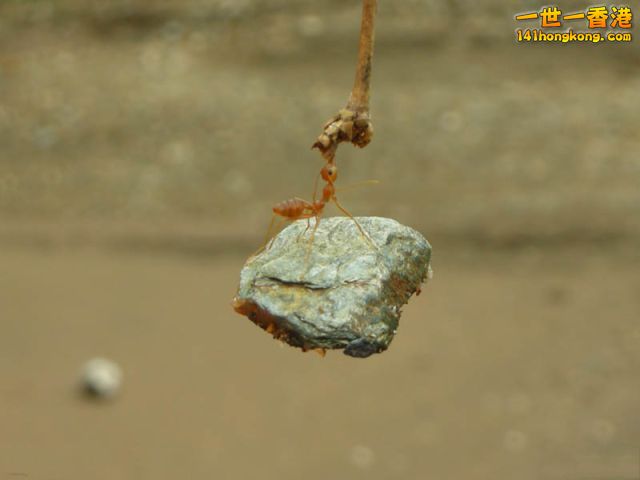 amazing strength of an ant.jpg