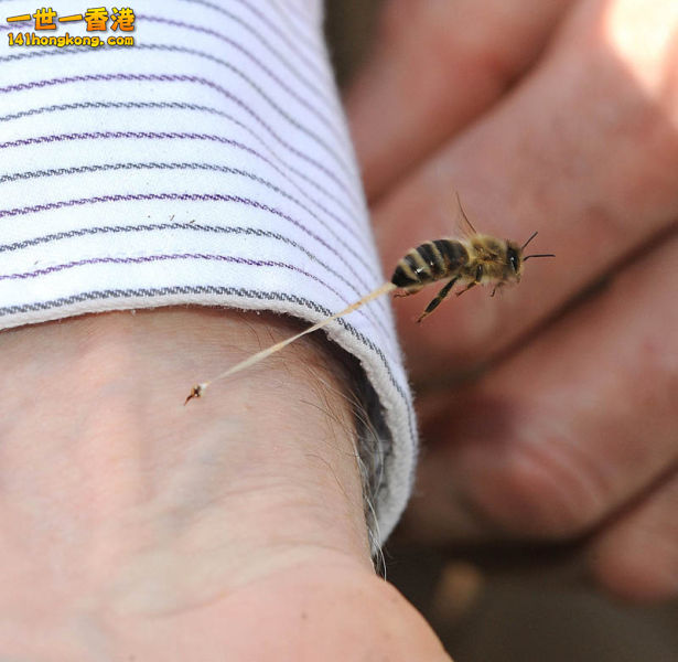 The honeybee’s final sting.jpg
