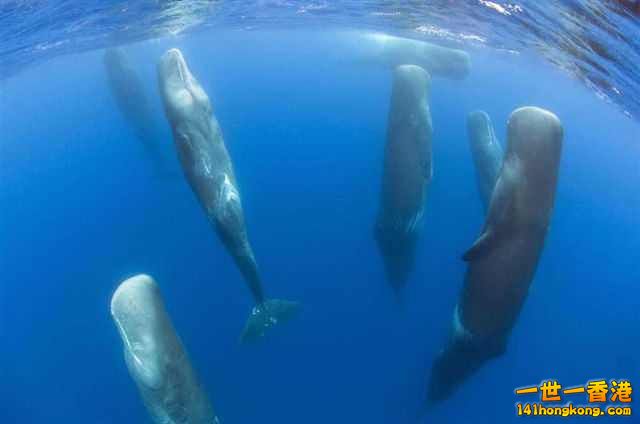 sperm whales.jpg