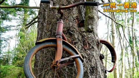 ht_bike_tree_tk_130102_wblog2.jpg