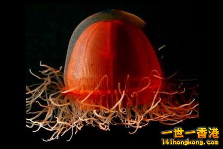 2 一種名為「crassota」的極地生物。.jpg