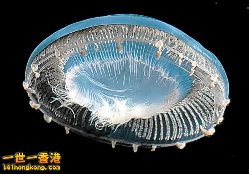 1   一種太平洋新發現的水母.jpg