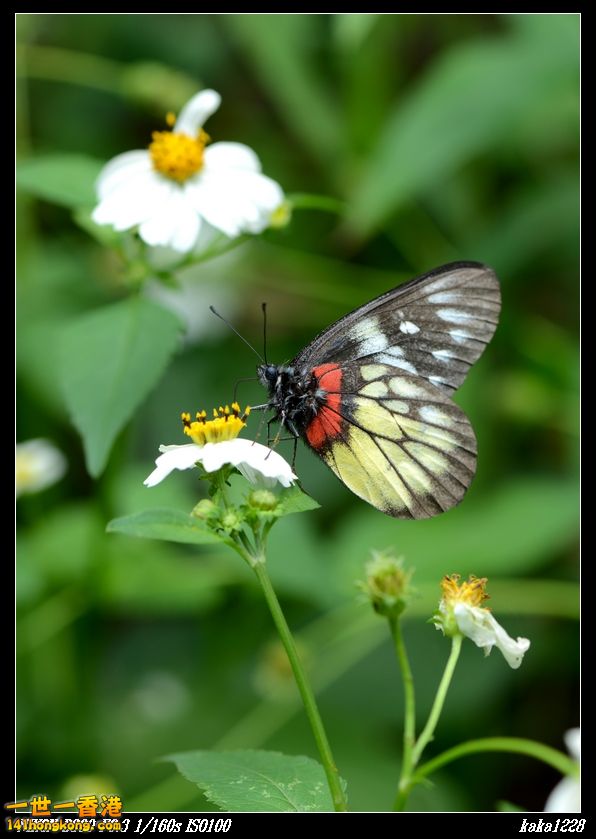 nEO_IMG_DSC_2847.jpg