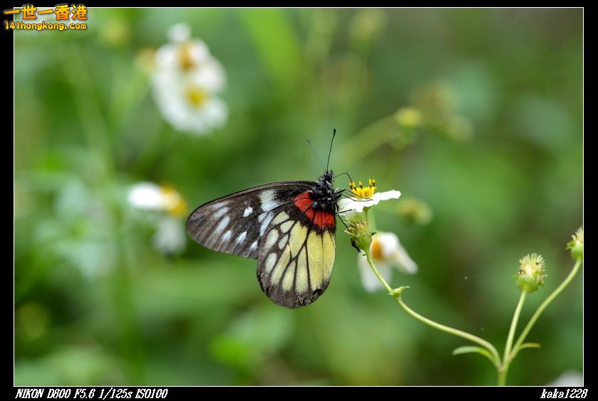 nEO_IMG_DSC_2853.jpg