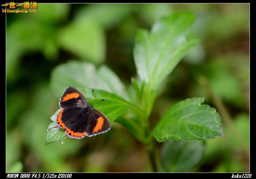 nEO_IMG_DSC_2901.jpg