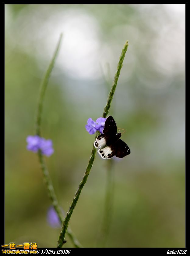 nEO_IMG_DSC_2913.jpg