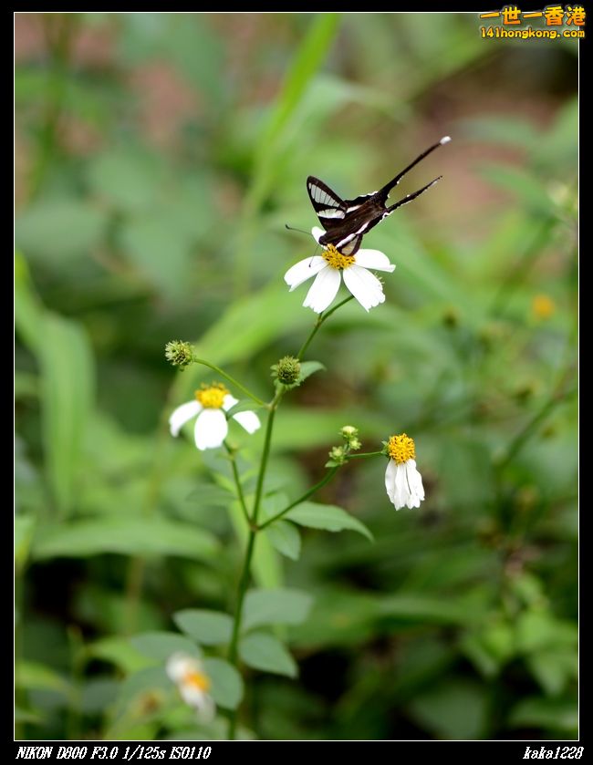 nEO_IMG_DSC_3030.jpg