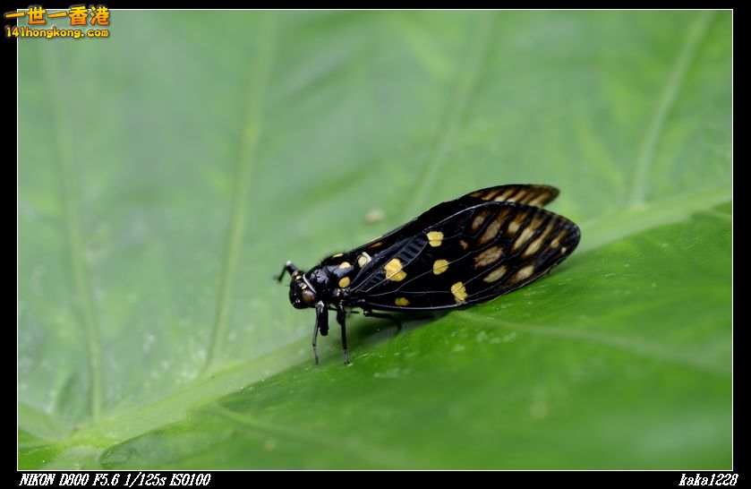 nEO_IMG_DSC_2820.jpg
