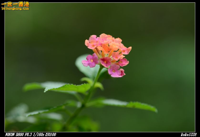 nEO_IMG_DSC_2838.jpg
