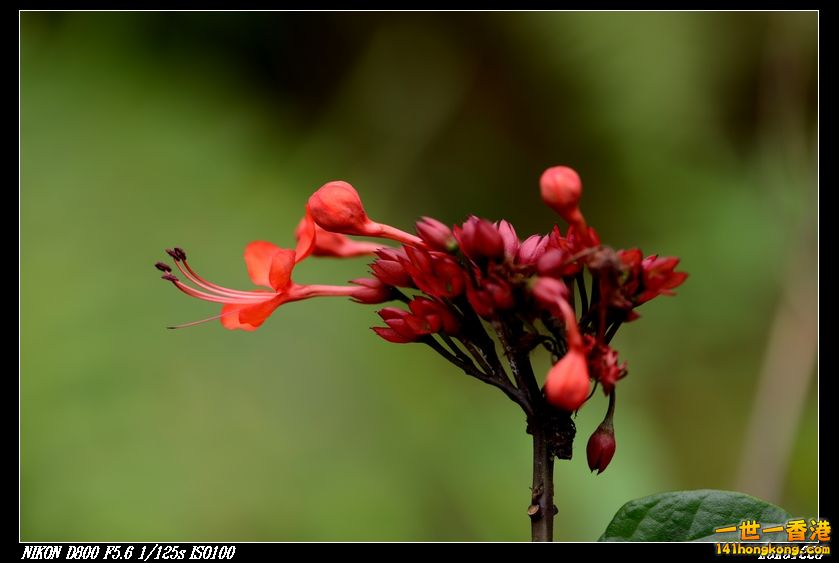 nEO_IMG_DSC_2915.jpg