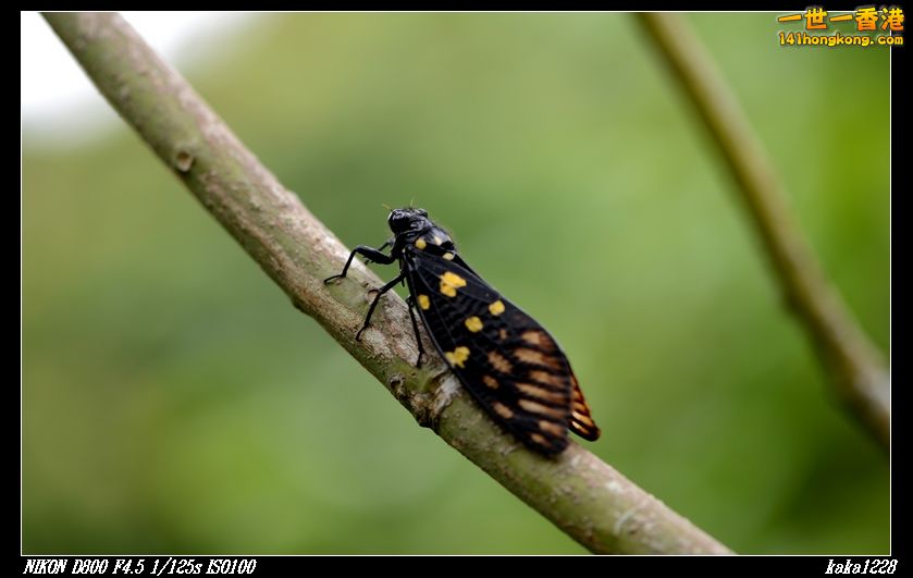 nEO_IMG_DSC_2989.jpg
