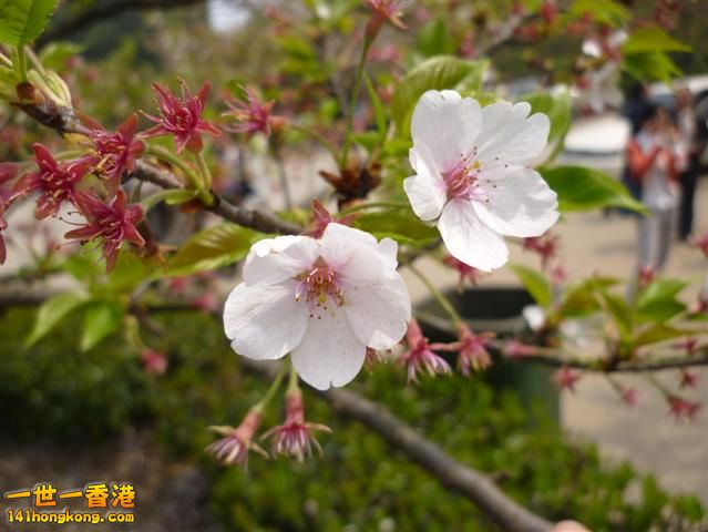 武大下雨後之櫻花