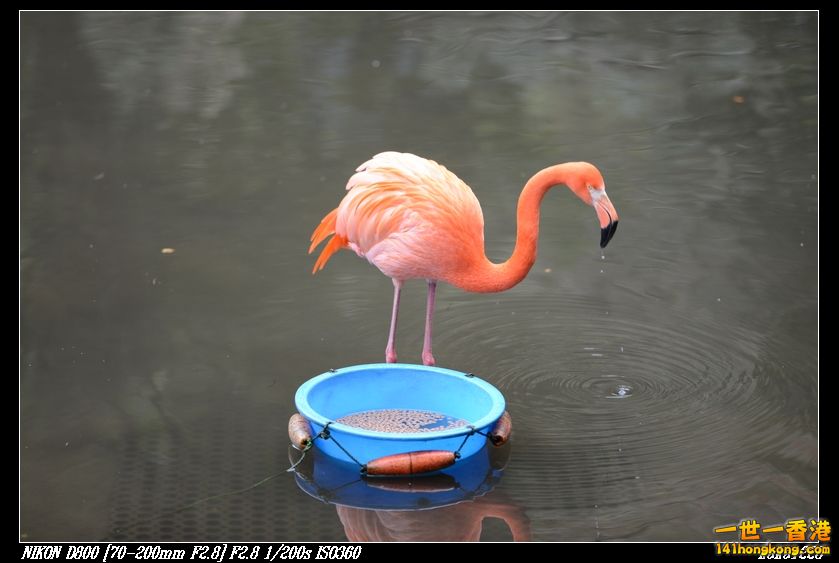 nEO_IMG_DSC_0917.jpg