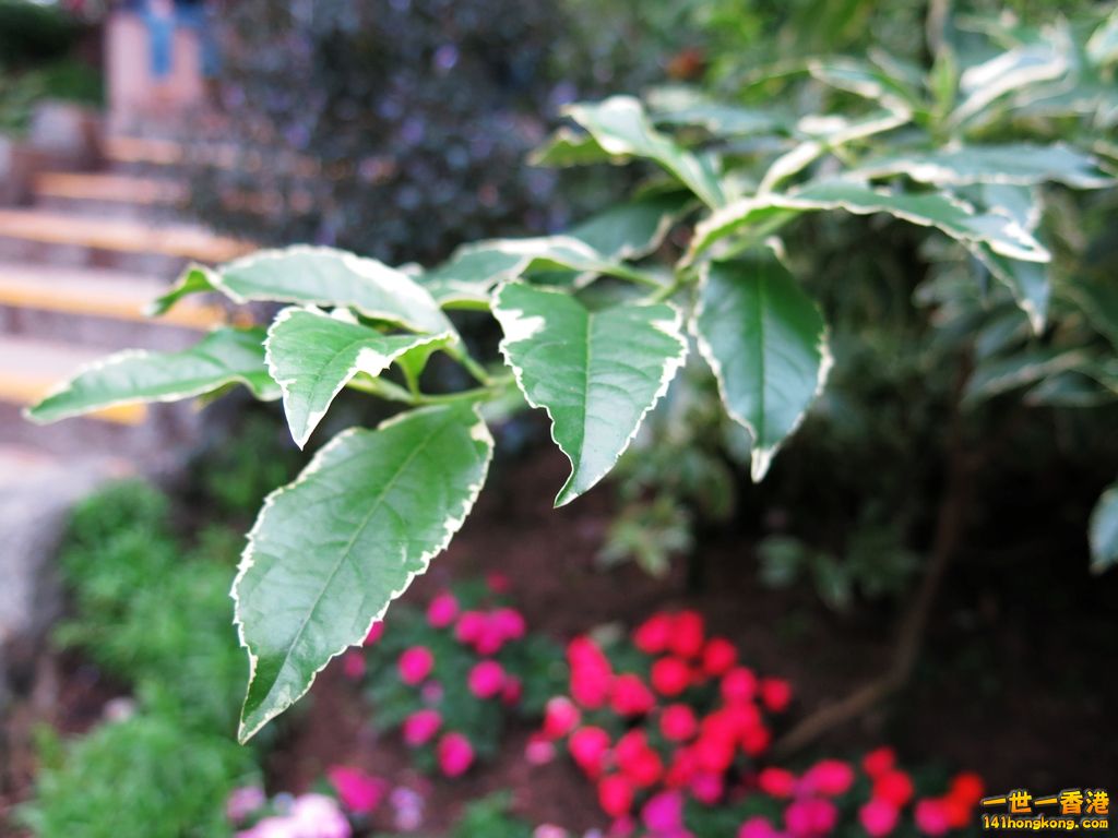 IMG_1214.JPG