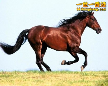 馬 D.jpg