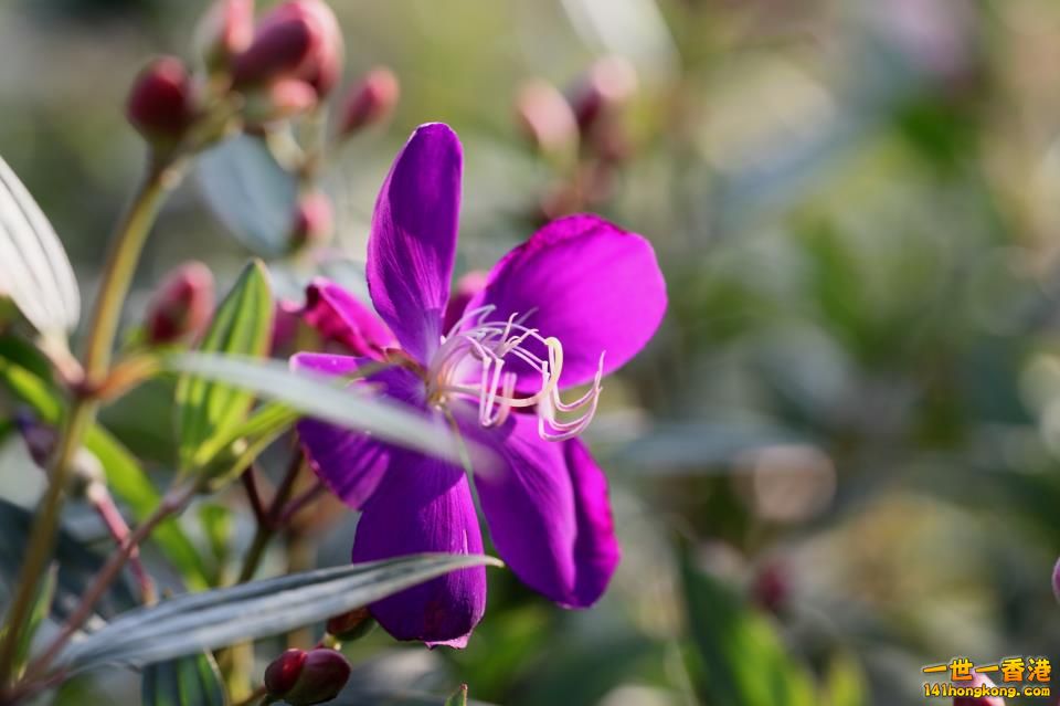 花_05.jpg