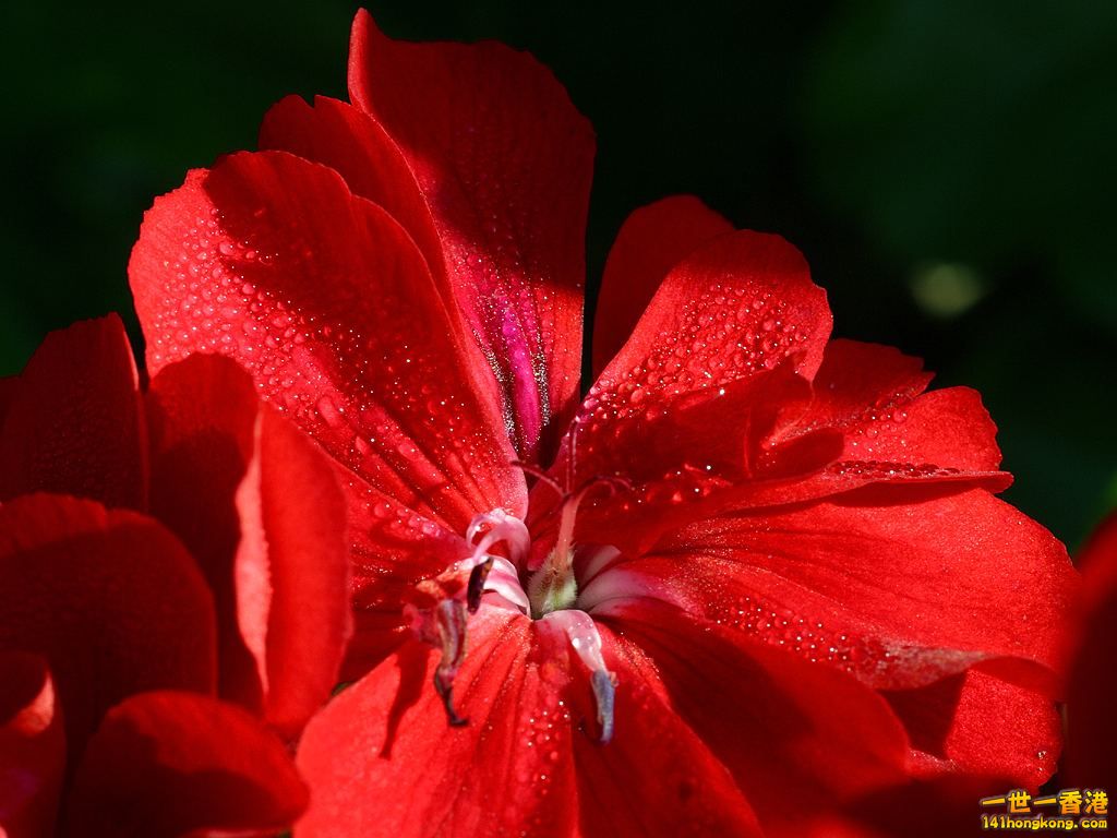 beautiful-red-flower-in-balboa-park.jpg