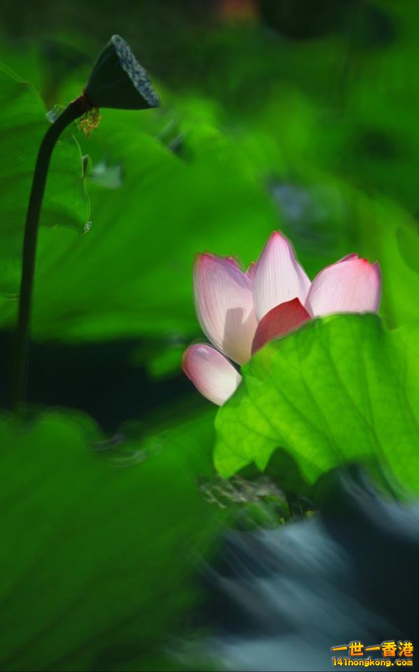 荷花_05.jpg