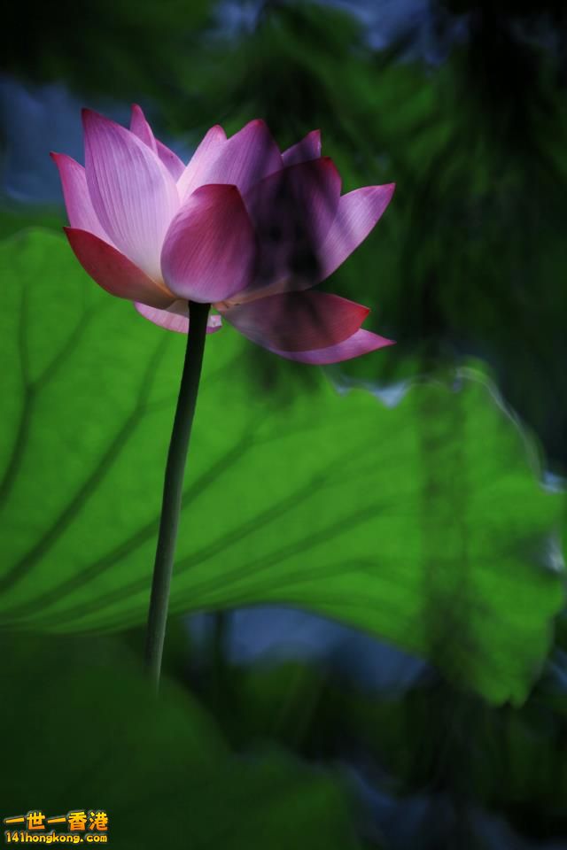 荷花_02.jpg