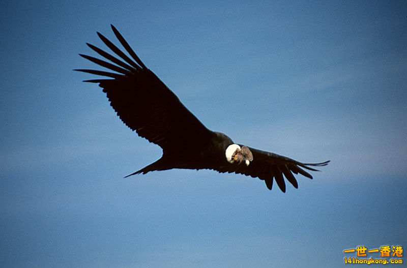 andean-condor.jpg