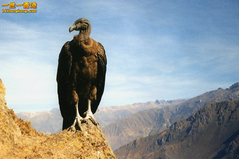 Andean Condor - Vultur gryphus 01.jpg
