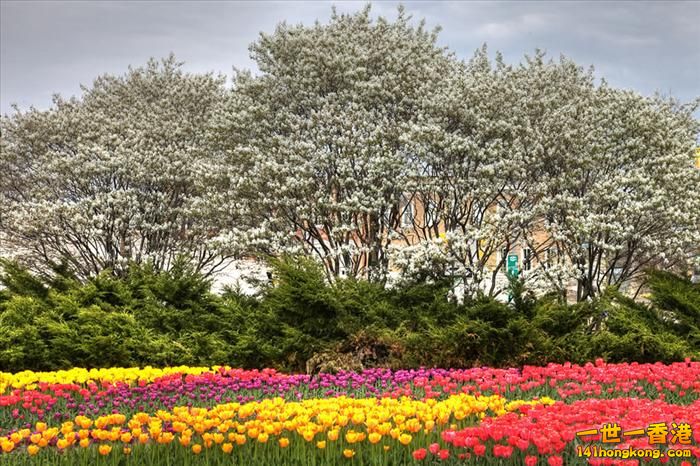 It's Tulip Season!  Ottawa, Ontario, Canada.jpg