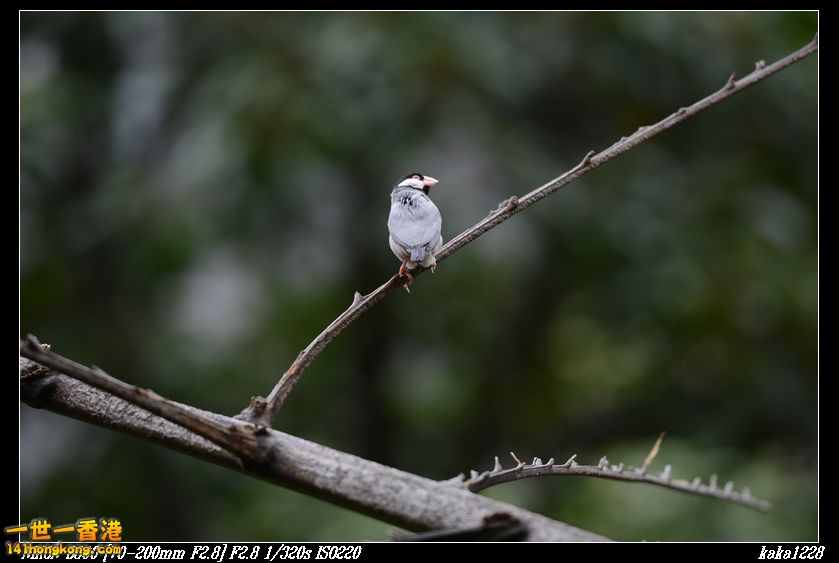 nEO_IMG_DSC_1091.jpg