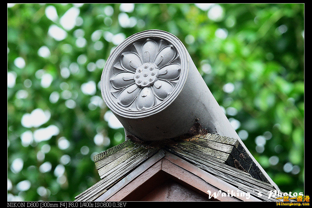 DSC_6373.jpg