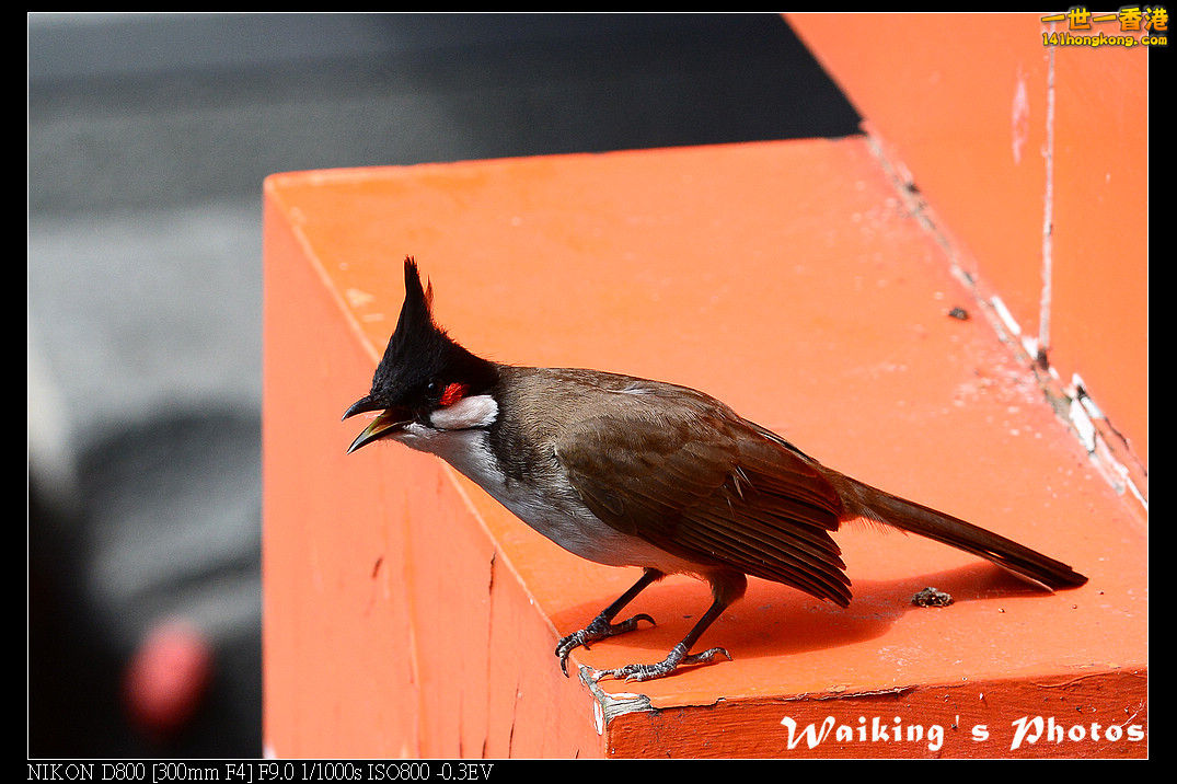 DSC_6399.jpg