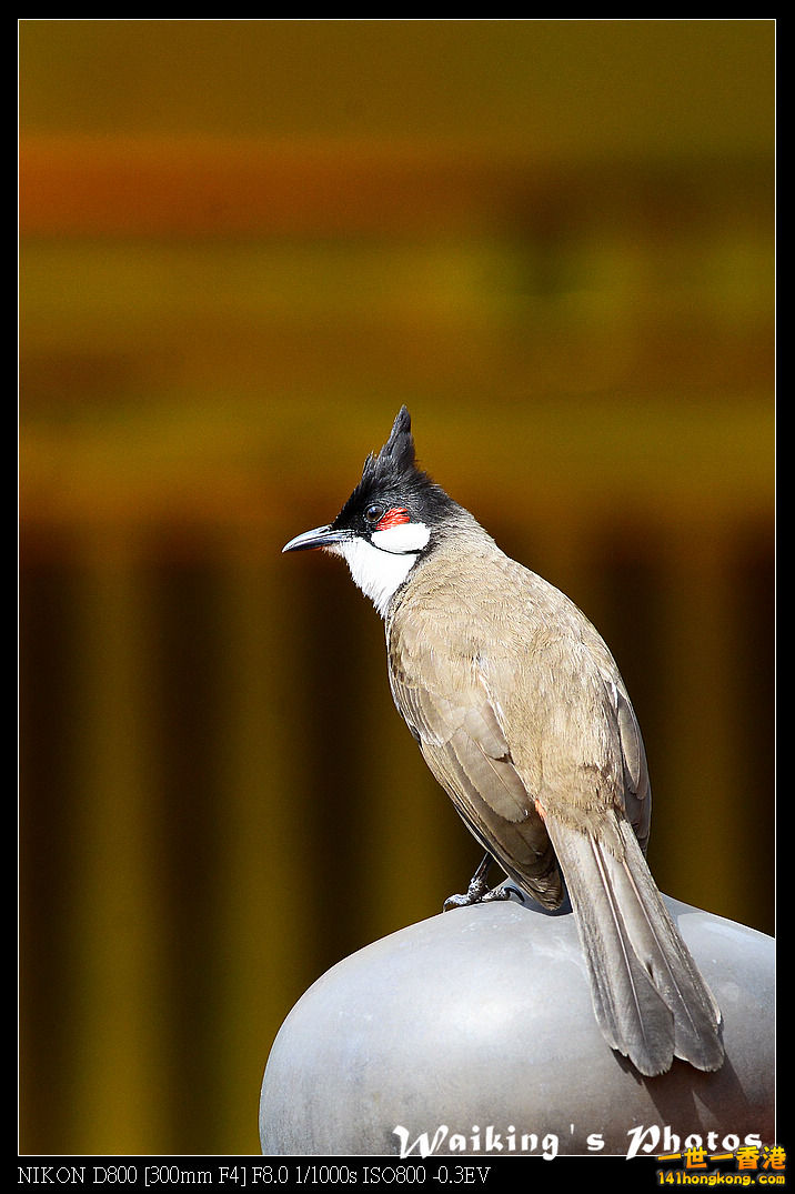 DSC_6421.jpg