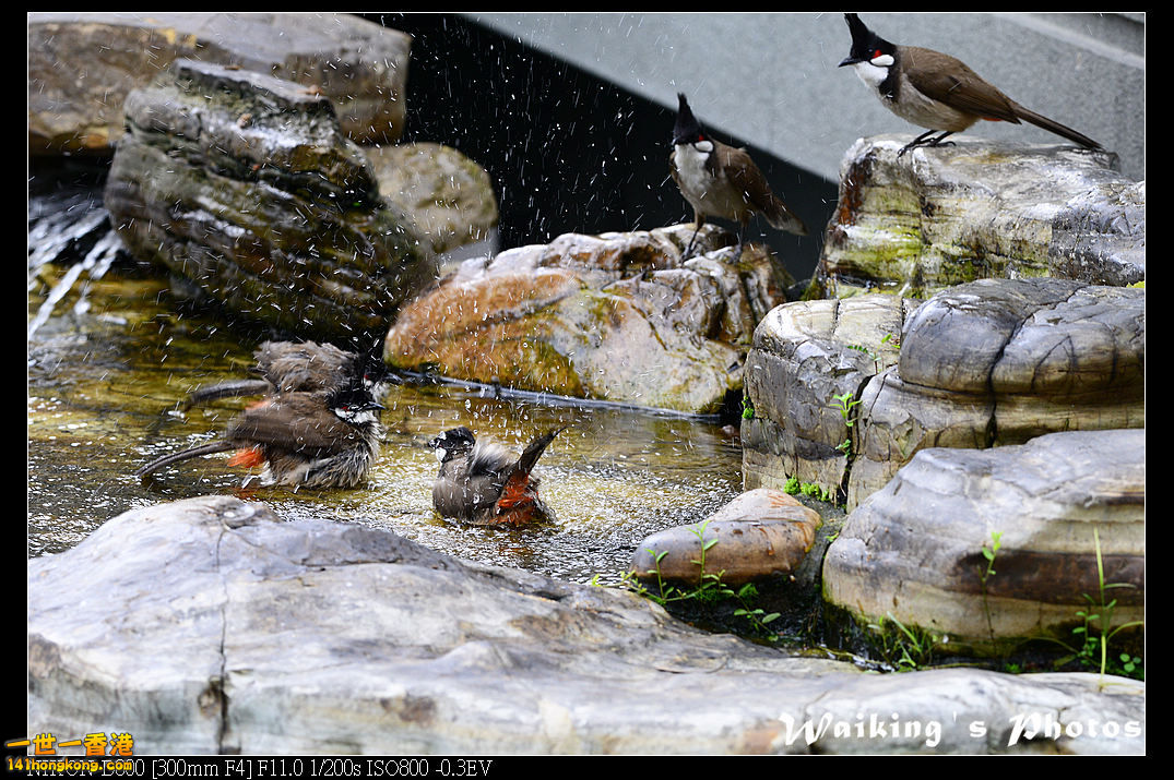 DSC_6445.jpg