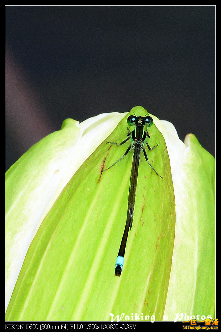 DSC_6513.jpg