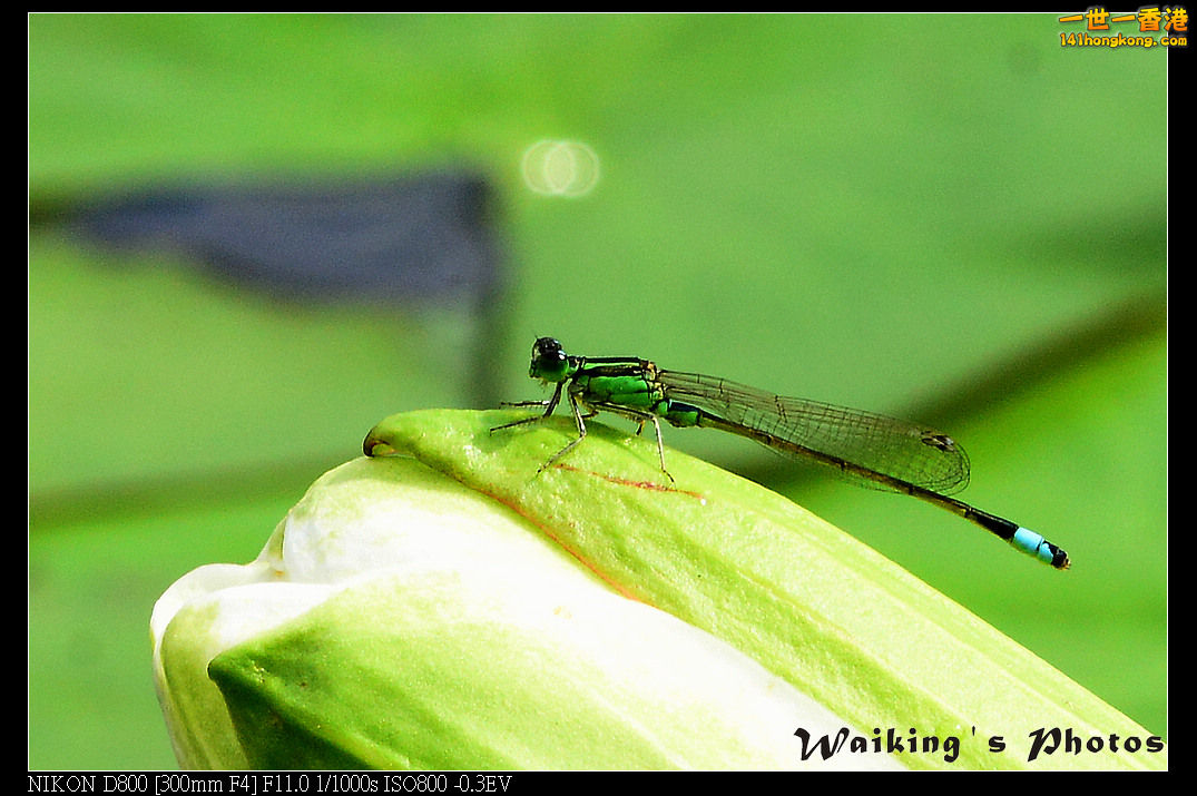 DSC_6516.jpg