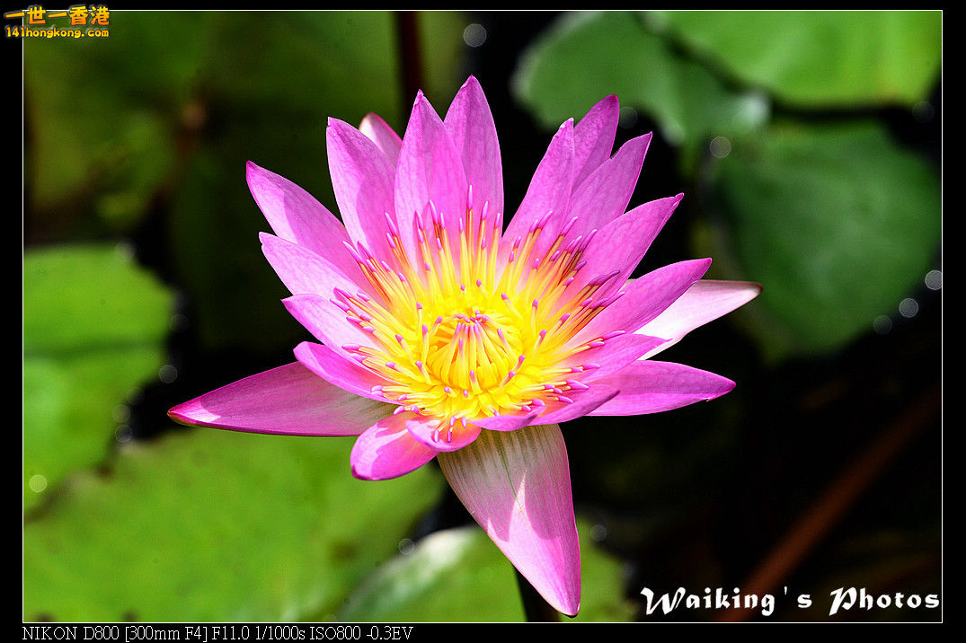 DSC_6519.jpg
