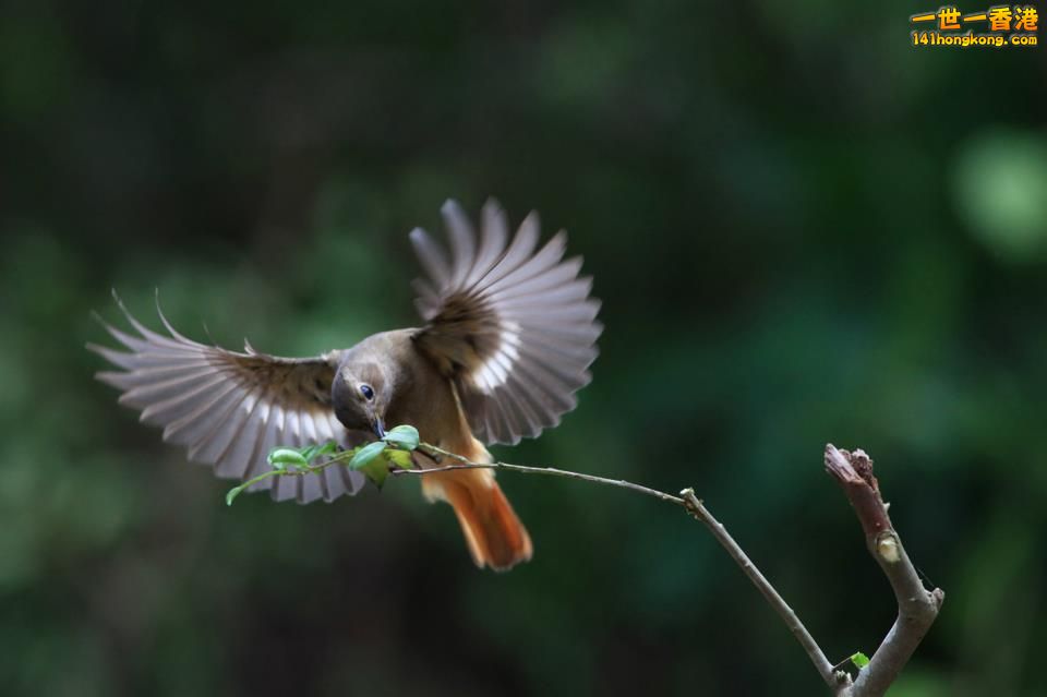 鳥_13.jpg