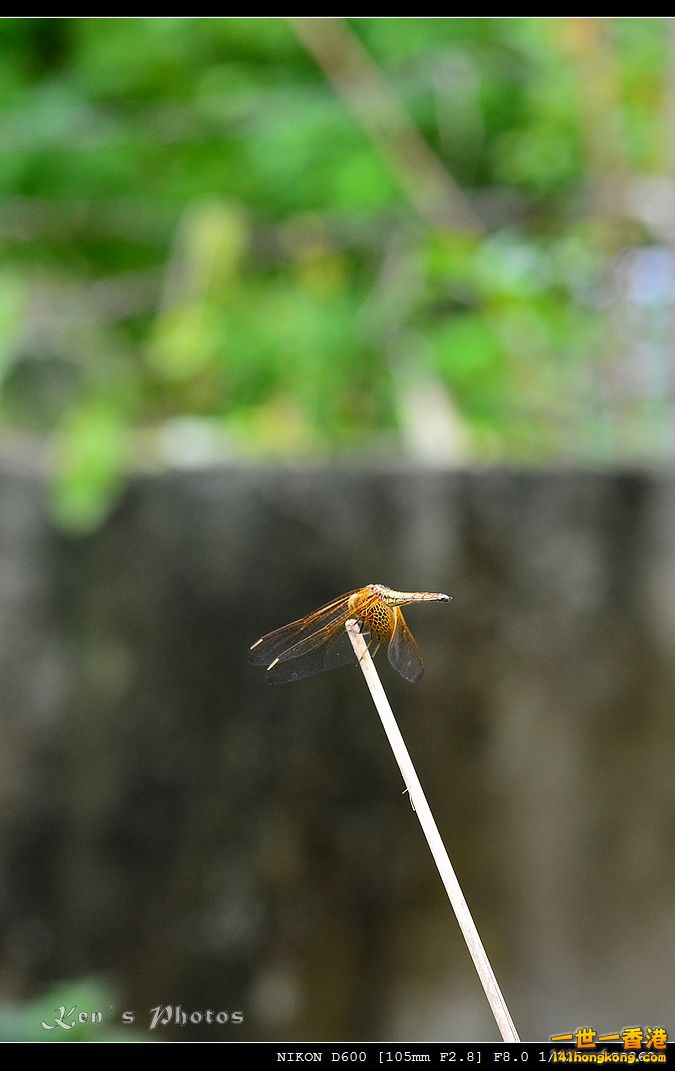DSC_3679.jpg