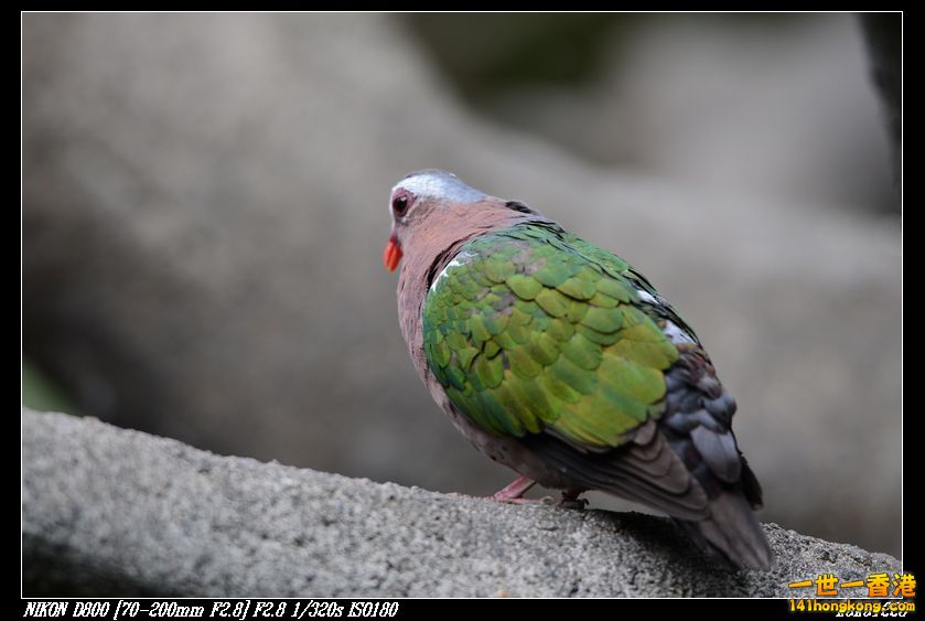 nEO_IMG_DSC_1174.jpg