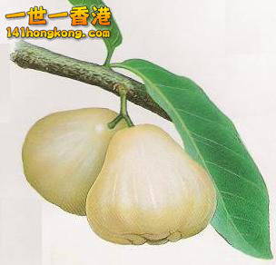 Lainwu_(Wax_apple)_white_P00057.jpg