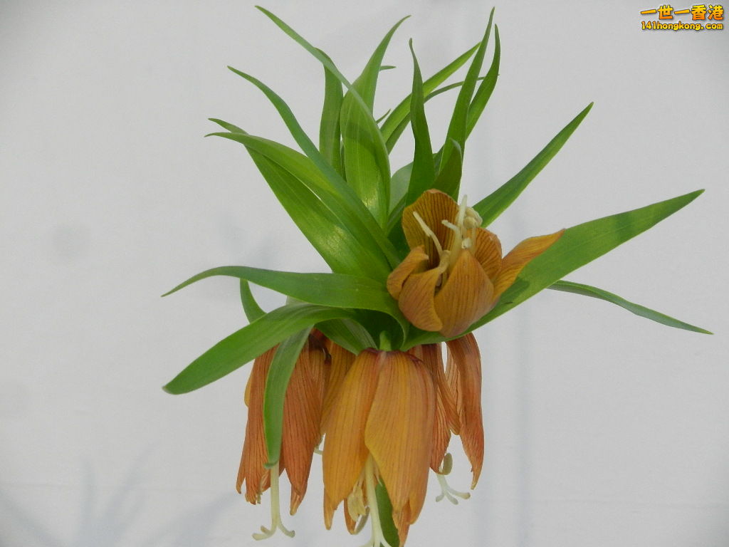 DSCN4412.JPG