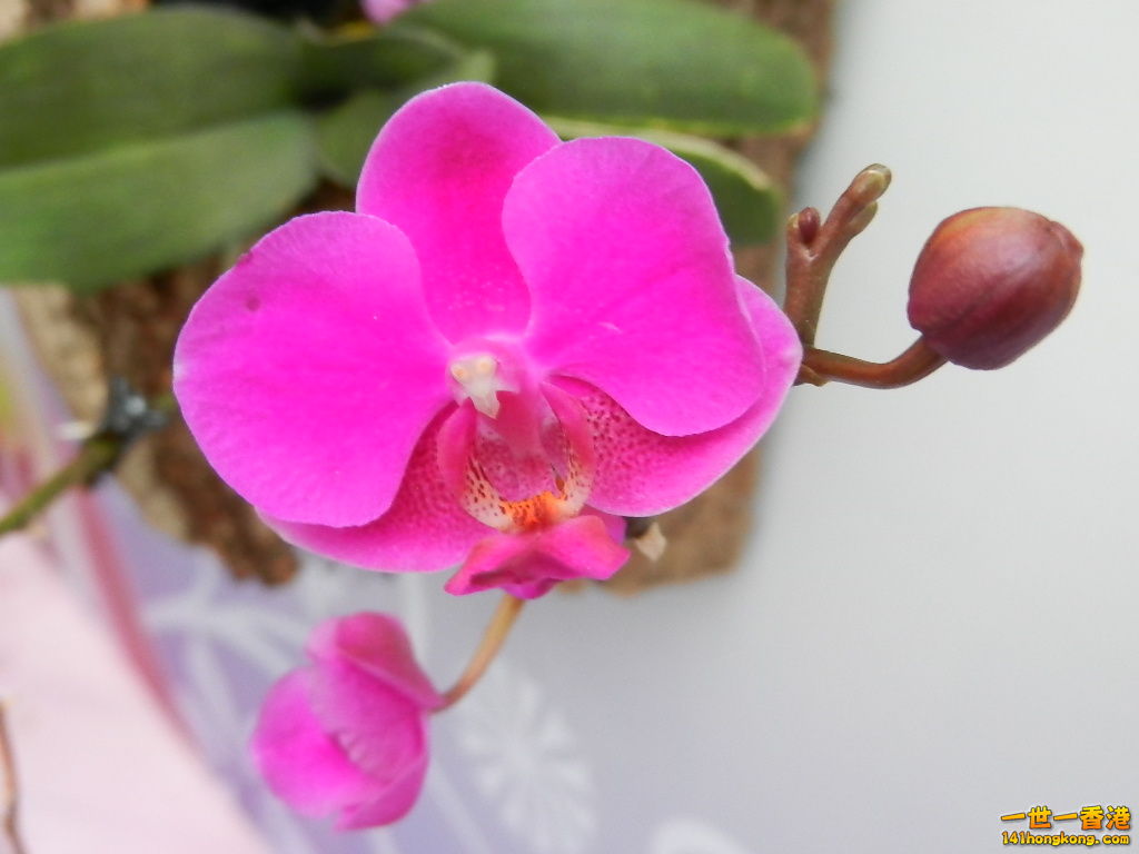 DSCN4387.JPG