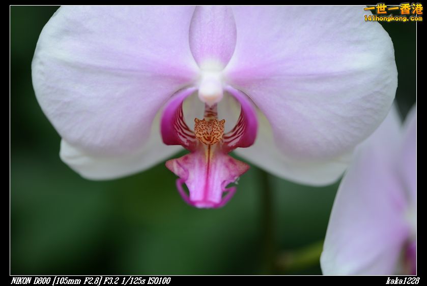 nEO_IMG_DSC_0996.jpg