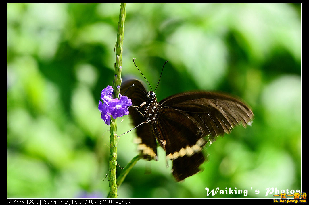 DSC_6771.jpg