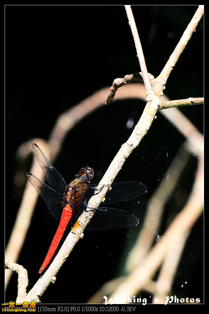 DSC_6801.jpg
