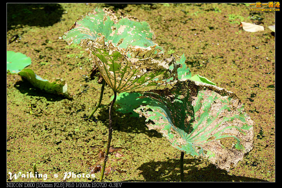 DSC_6809.jpg