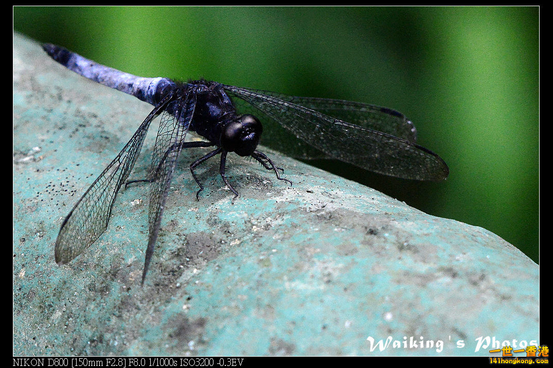 DSC_6812.jpg
