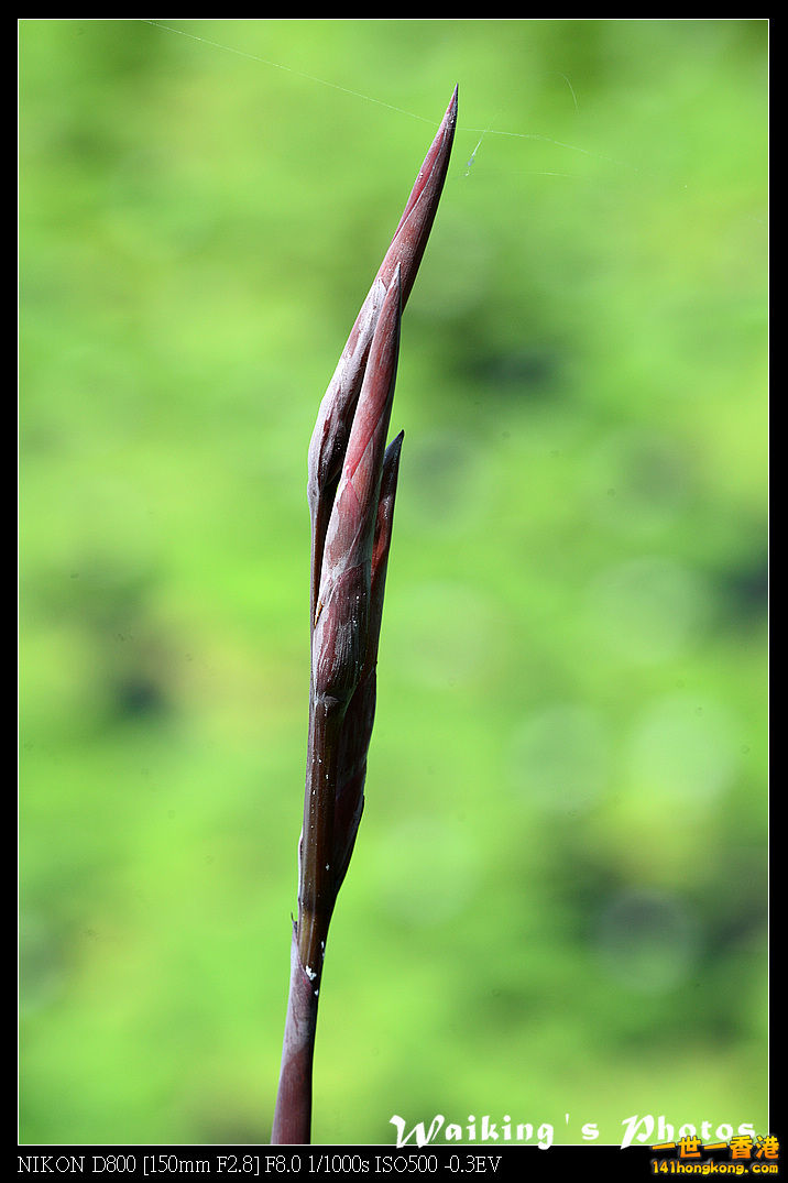 DSC_6831.jpg