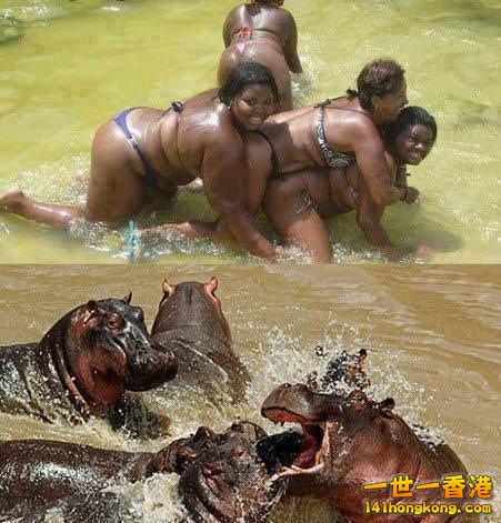 24_Hippos.jpg