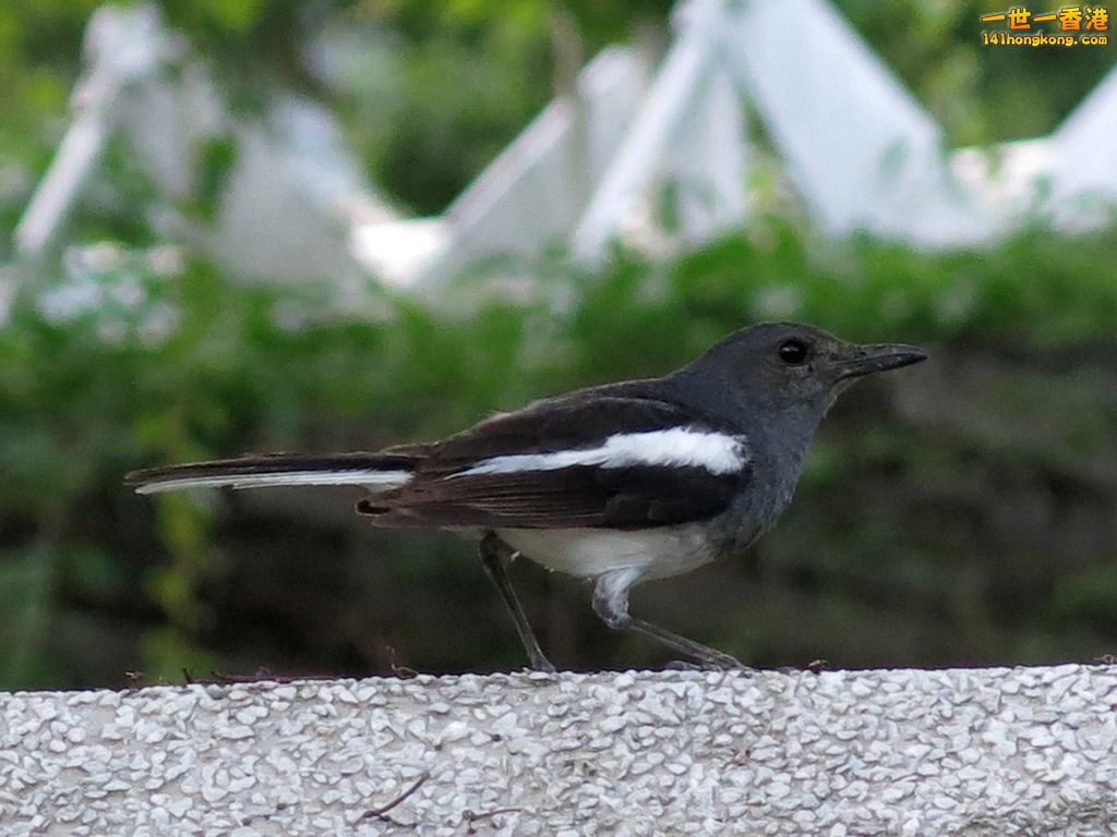 IMG_1599.JPG