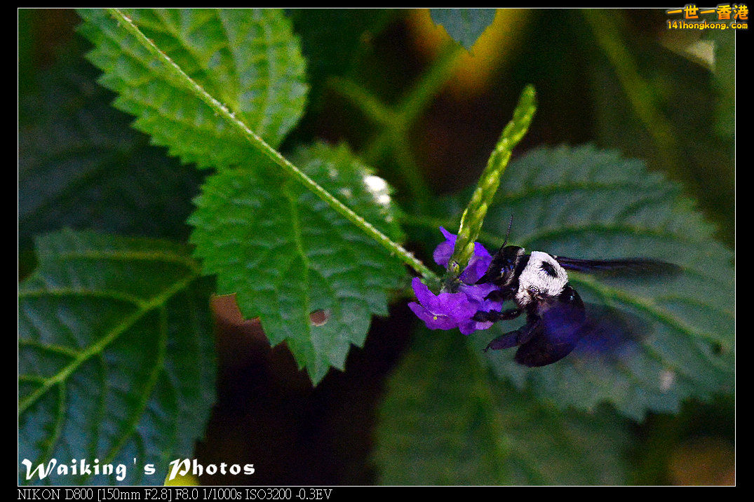 DSC_6855.jpg